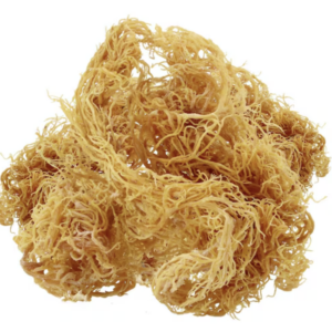 Golden Sea Moss